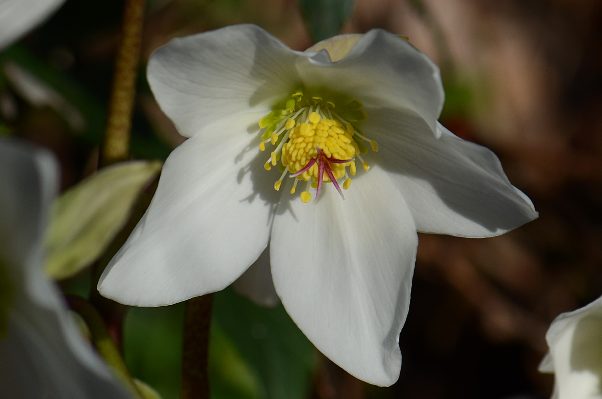 Helleborus niger / Rosa di Natale